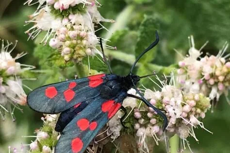 papillon