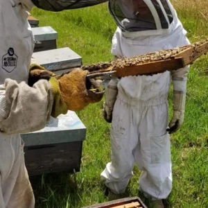 visite-immersive-ruche-abeille
