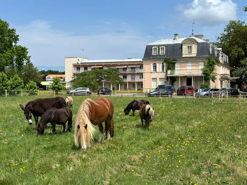 balade-foret-poney-ares